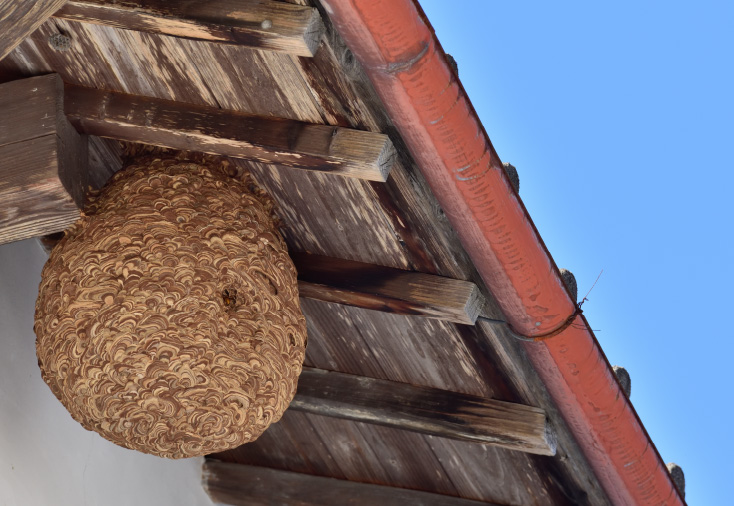 ハチの巣のイメージ画像