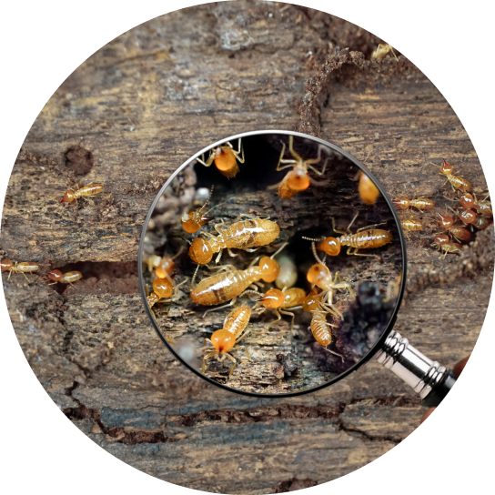 シロアリの写真