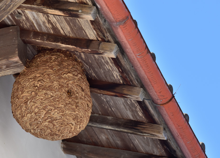 ハチの巣のイメージ画像